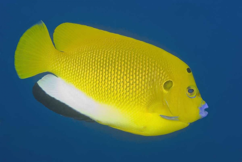 Angelfish, Raja Ampat, Papua, Indonesia